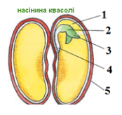 Насінина та плід